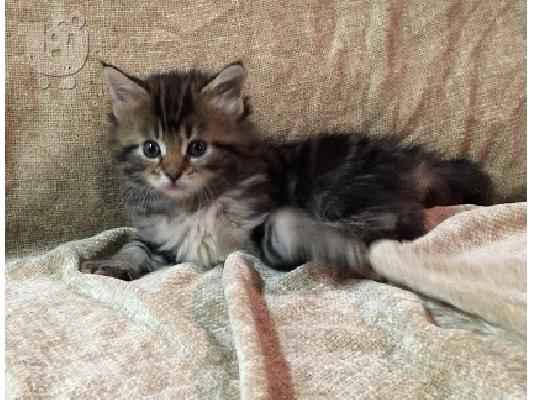 Maine Coon γατάκια προς πώληση
